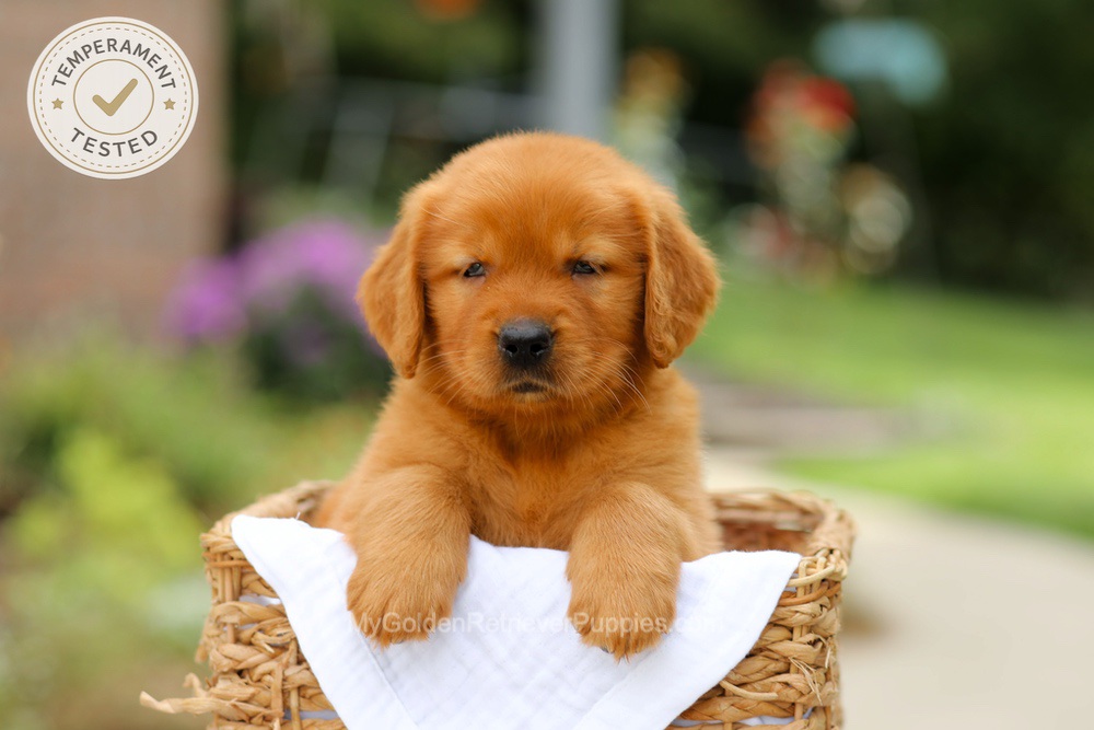 Captain Image of Captain, a Golden Retriever puppy