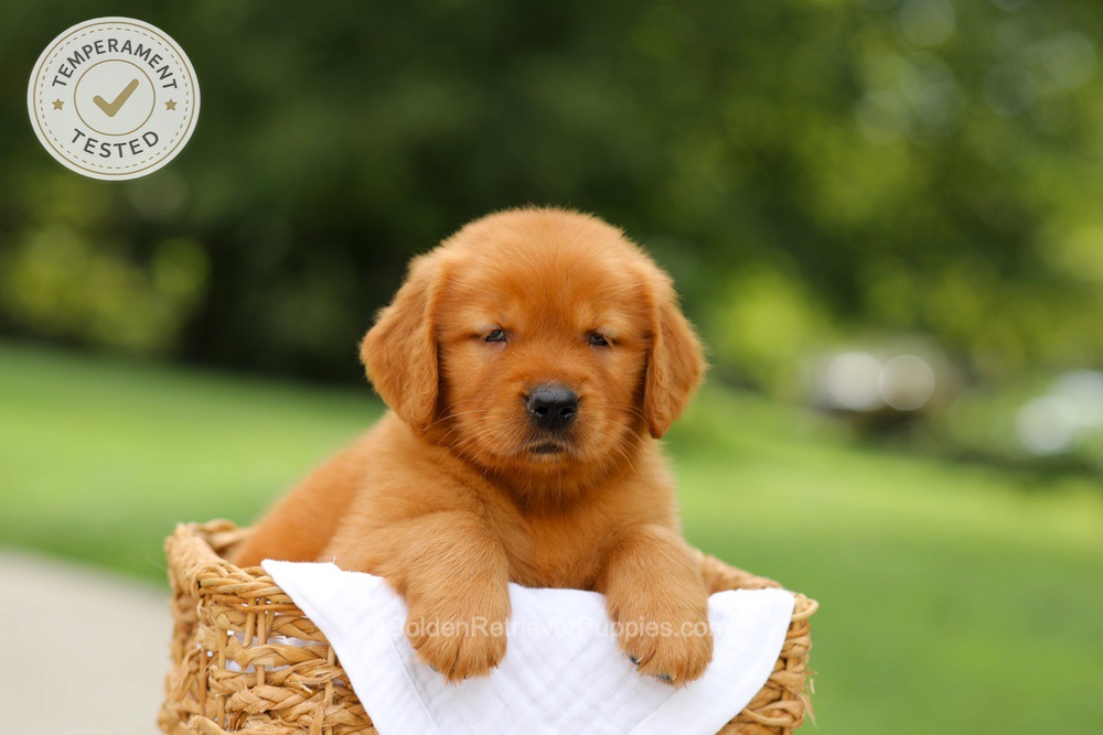 Captain Image of Captain, a Golden Retriever puppy