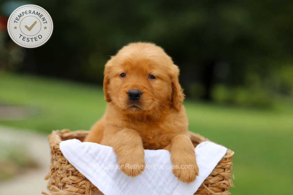 Chai Image of Chai, a Golden Retriever puppy