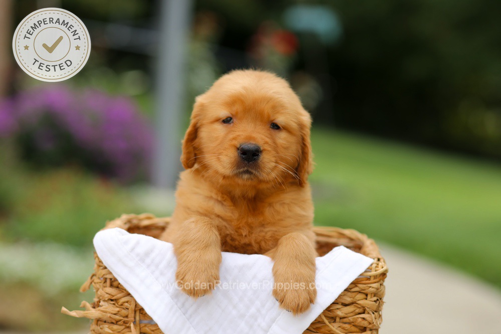 Chai Image of Chai, a Golden Retriever puppy
