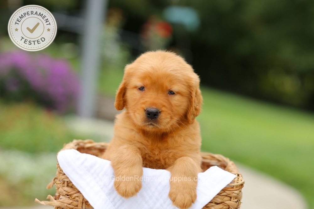 Chai Image of Chai, a Golden Retriever puppy