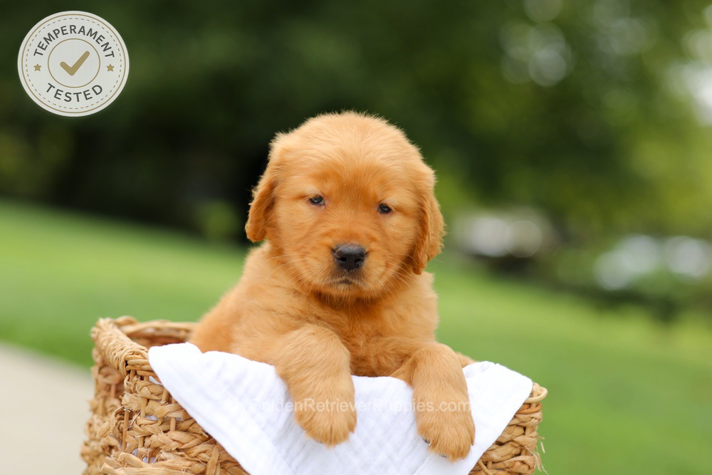 Chai Image of Chai, a Golden Retriever puppy