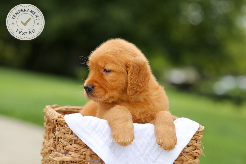 Chai Image of Chai, a Golden Retriever puppy