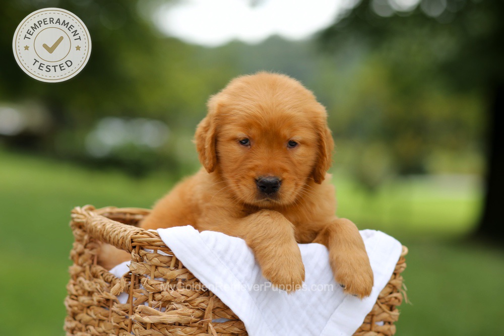 Chai Image of Chai, a Golden Retriever puppy