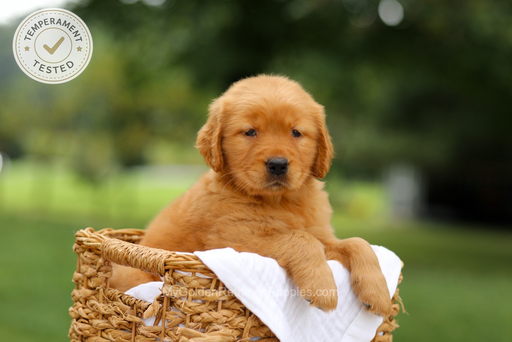 Chai Image of Chai, a Golden Retriever puppy
