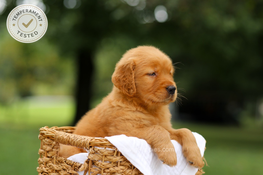Chai Image of Chai, a Golden Retriever puppy