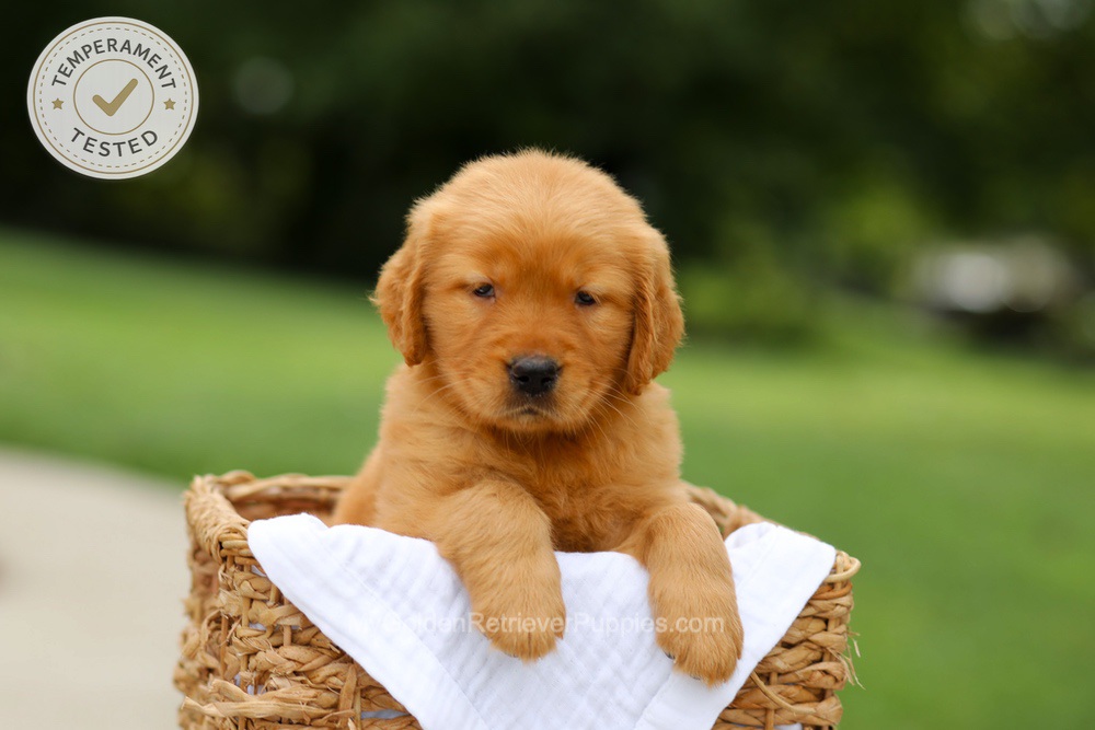 Chai Image of Chai, a Golden Retriever puppy