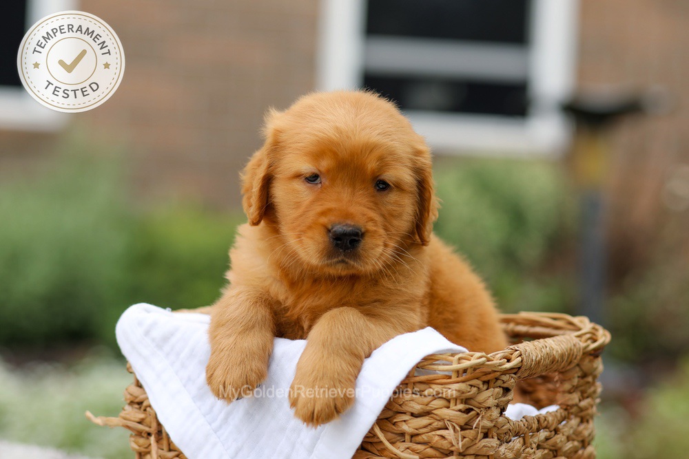 Chai Image of Chai, a Golden Retriever puppy