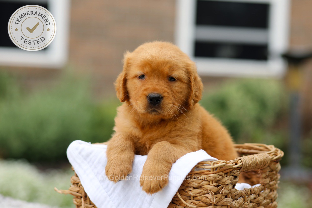 Chai Image of Chai, a Golden Retriever puppy