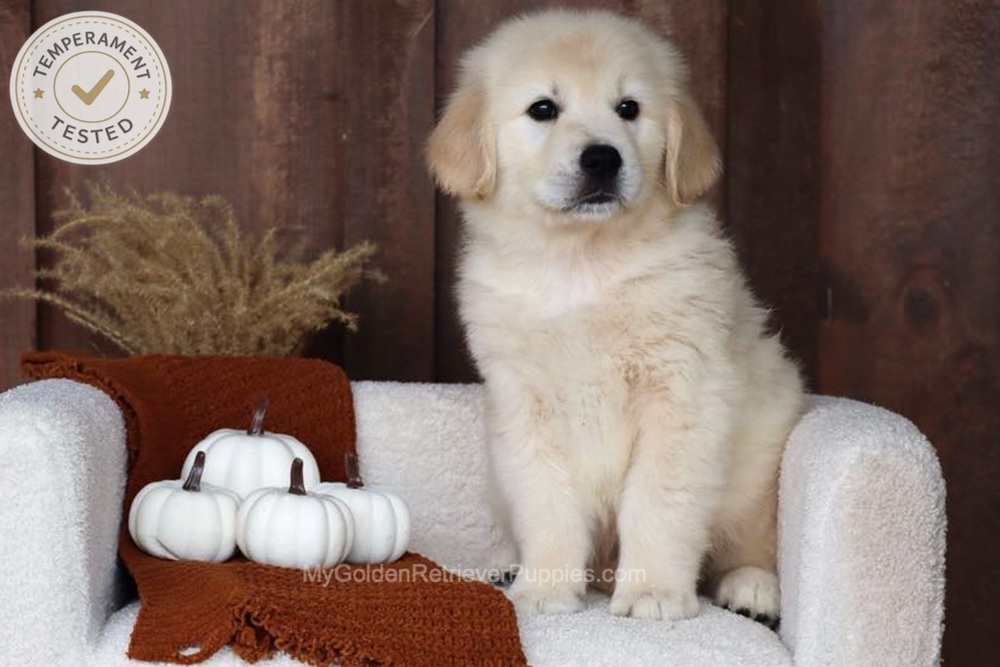 Checkers Image of Checkers, a Golden Retriever puppy