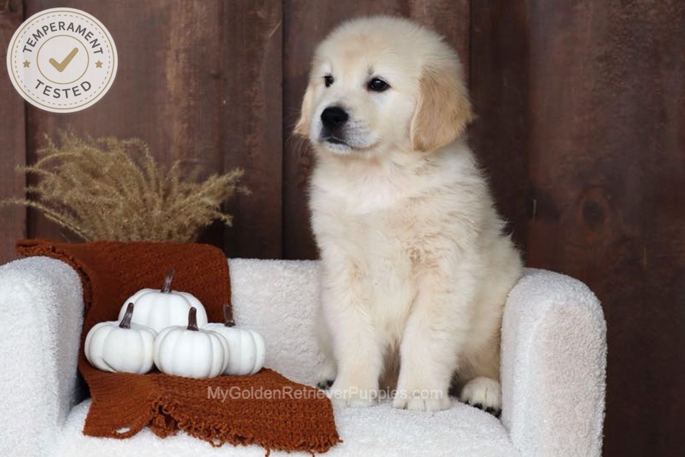 Checkers Image of Checkers, a Golden Retriever puppy