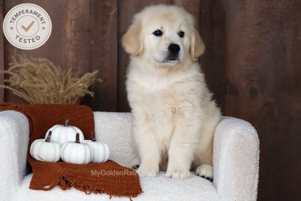 Checkers Image of Checkers, a Golden Retriever puppy
