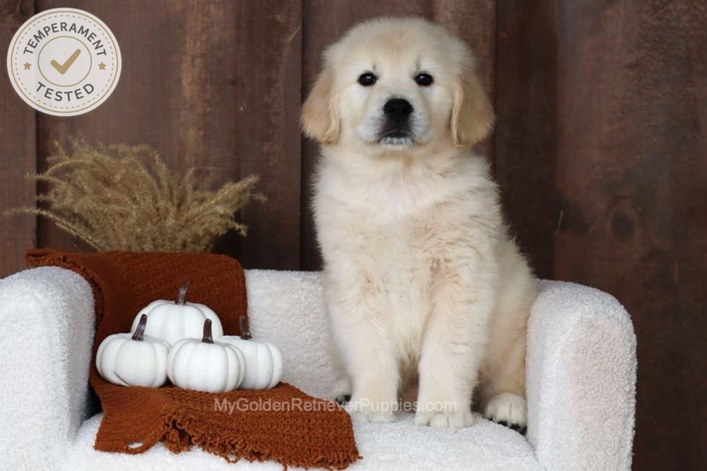 Checkers Image of Checkers, a Golden Retriever puppy