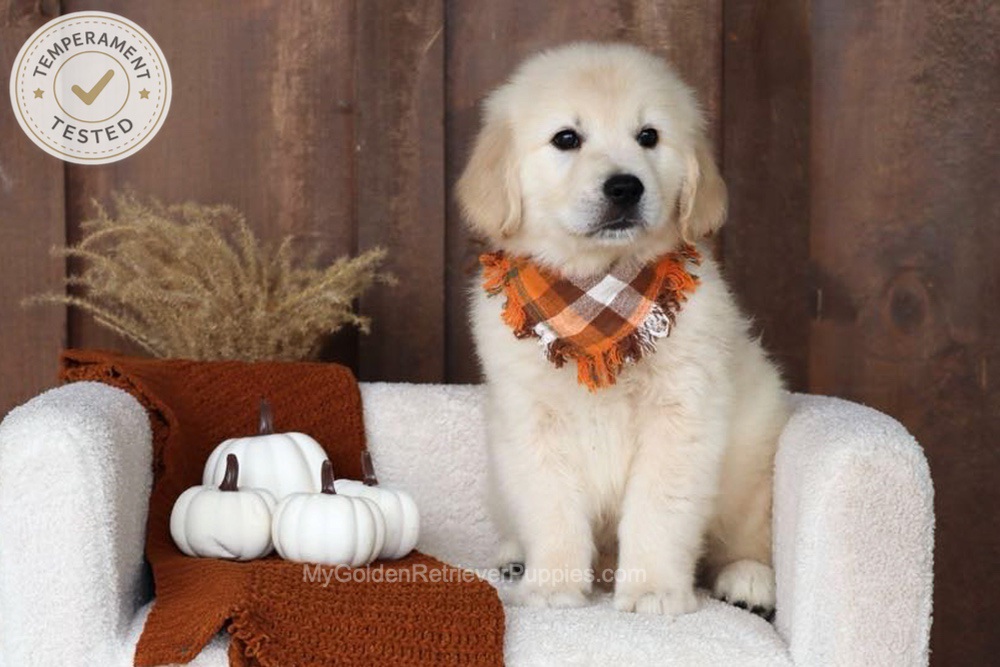 Checkers Image of Checkers, a Golden Retriever puppy