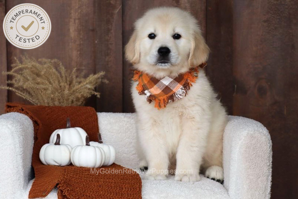 Checkers Image of Checkers, a Golden Retriever puppy