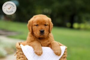 Image of Cici, a Golden Retriever puppy