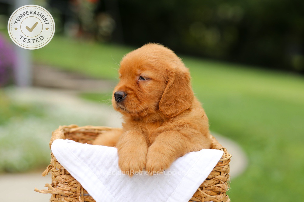 Cider Image of Cider, a Golden Retriever puppy