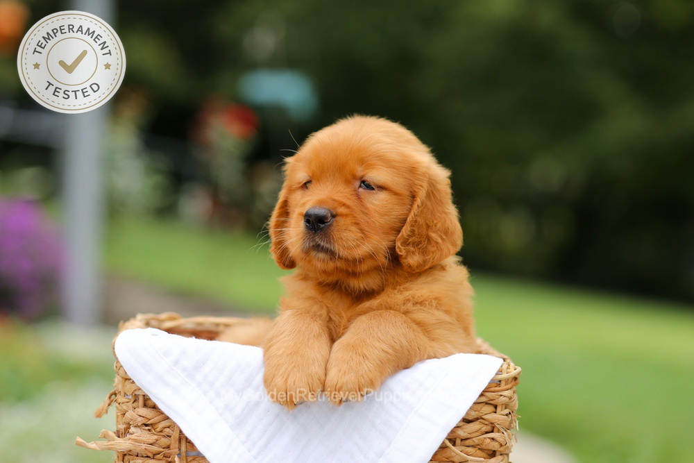 Cider Image of Cider, a Golden Retriever puppy