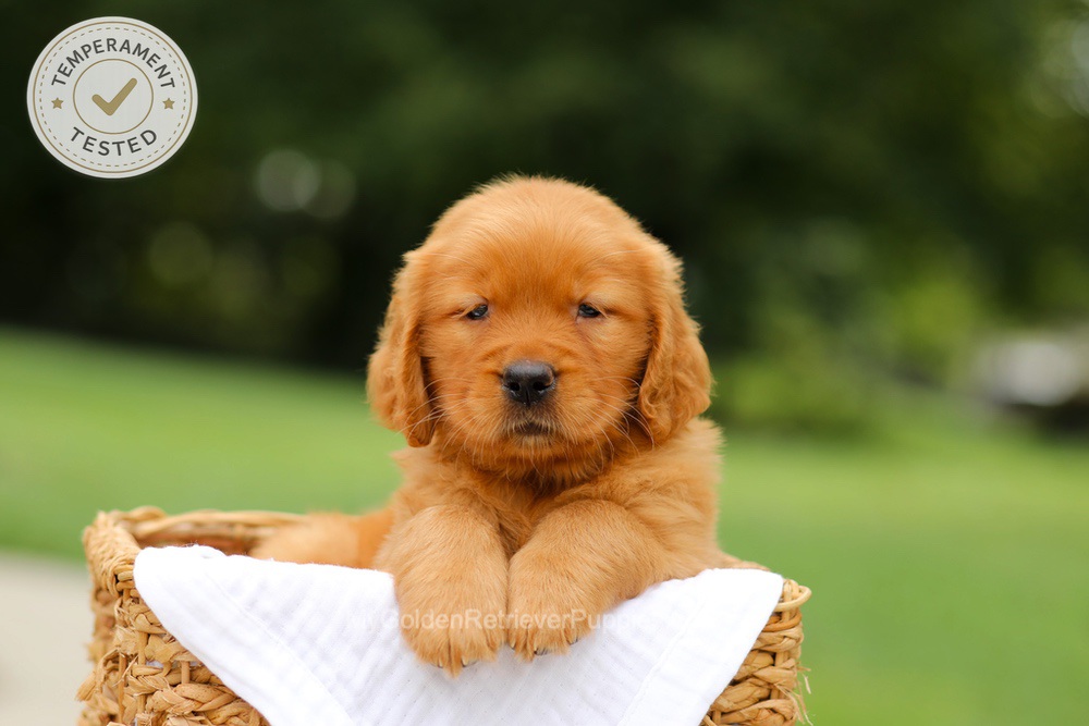 Cider Image of Cider, a Golden Retriever puppy