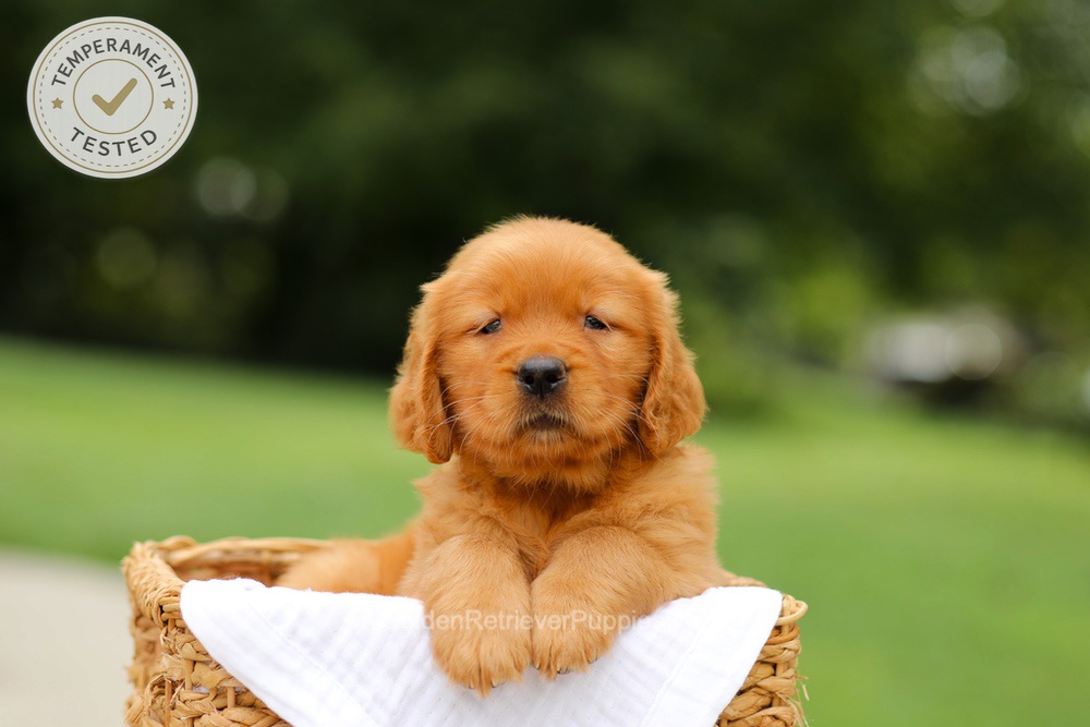 Cider Image of Cider, a Golden Retriever puppy