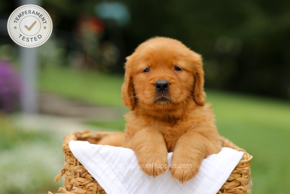 Cider Image of Cider, a Golden Retriever puppy