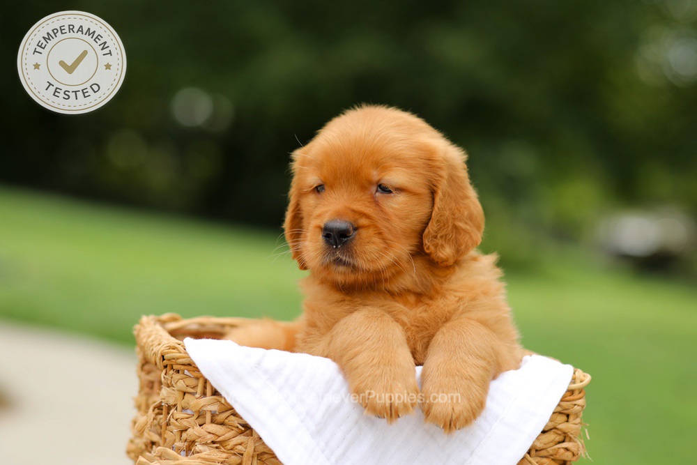 Cider Image of Cider, a Golden Retriever puppy