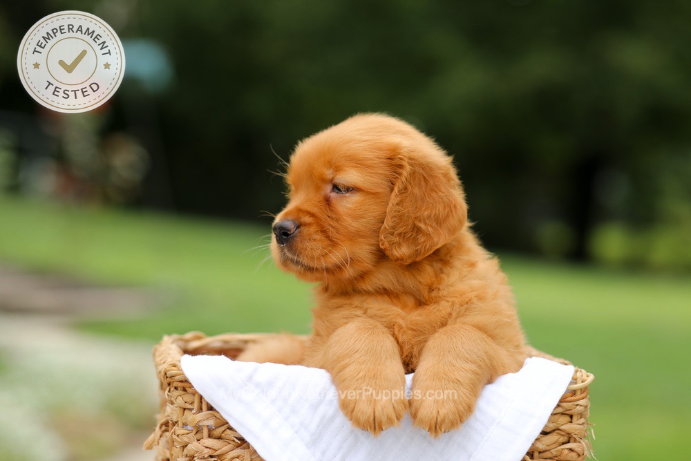 Cider Image of Cider, a Golden Retriever puppy