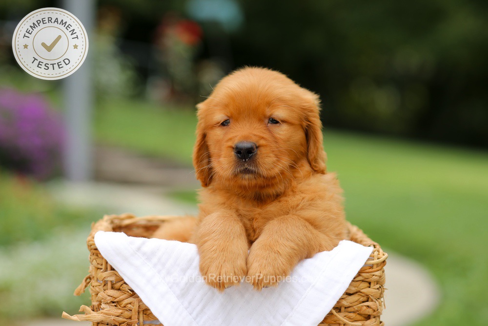 Cider Image of Cider, a Golden Retriever puppy