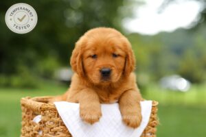 Image of Cinnamon (in training), a Golden Retriever puppy