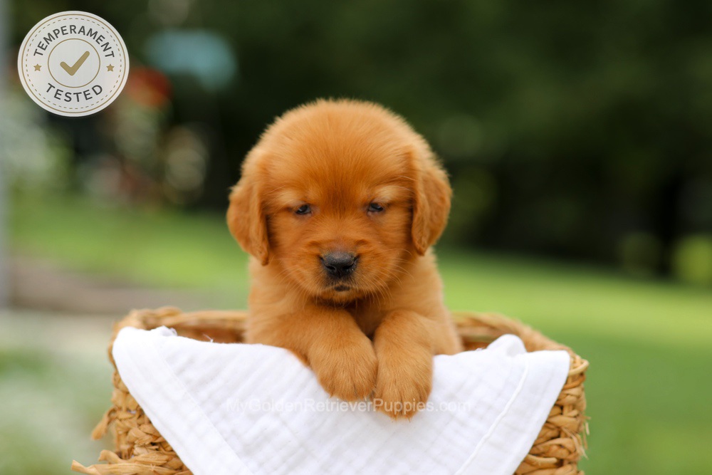 Clover Image of Clover, a Golden Retriever puppy