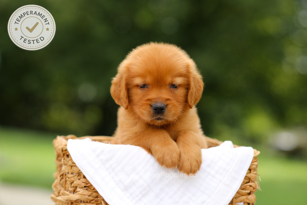 Clover Image of Clover, a Golden Retriever puppy