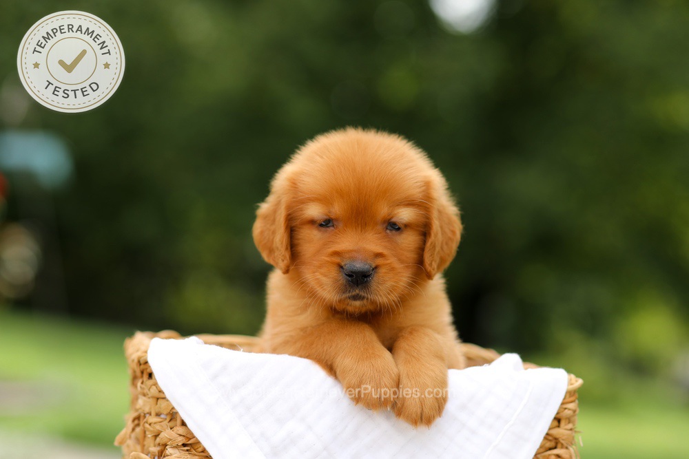 Clover Image of Clover, a Golden Retriever puppy
