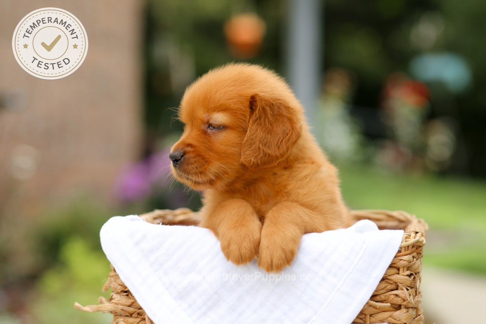 Clover Image of Clover, a Golden Retriever puppy