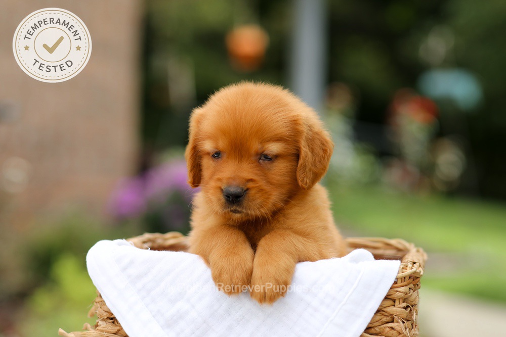 Clover Image of Clover, a Golden Retriever puppy
