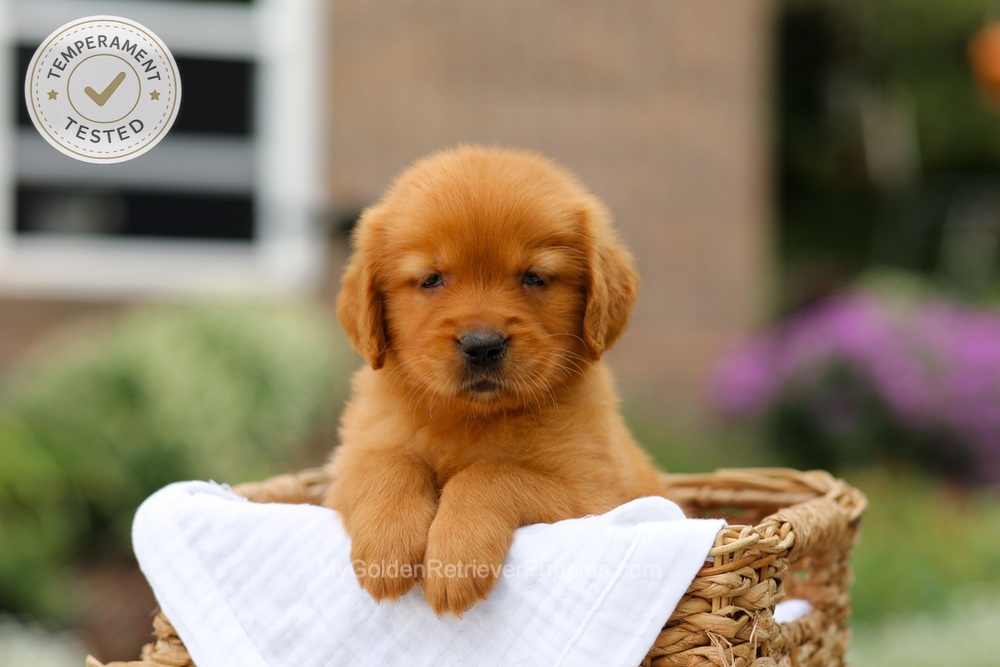 Clover Image of Clover, a Golden Retriever puppy