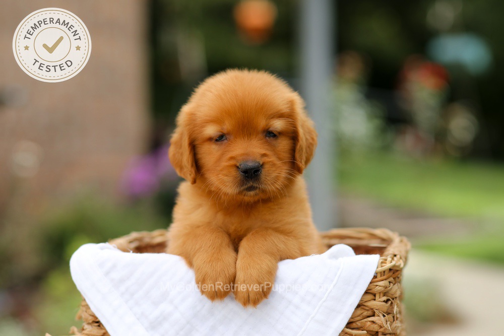 Clover Image of Clover, a Golden Retriever puppy