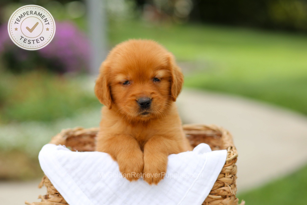 Clover Image of Clover, a Golden Retriever puppy