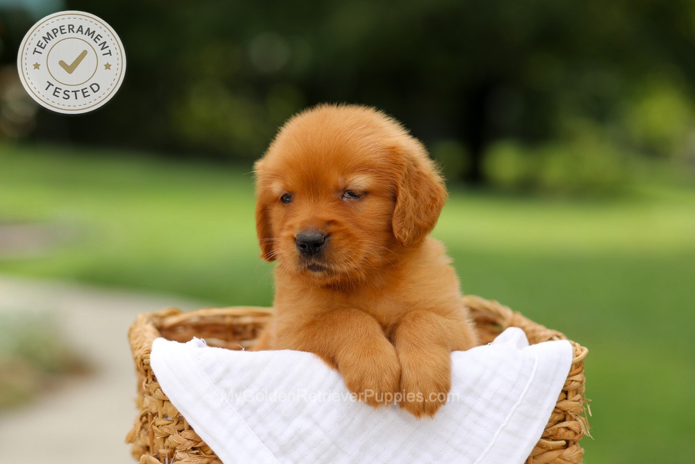 Clover Image of Clover, a Golden Retriever puppy