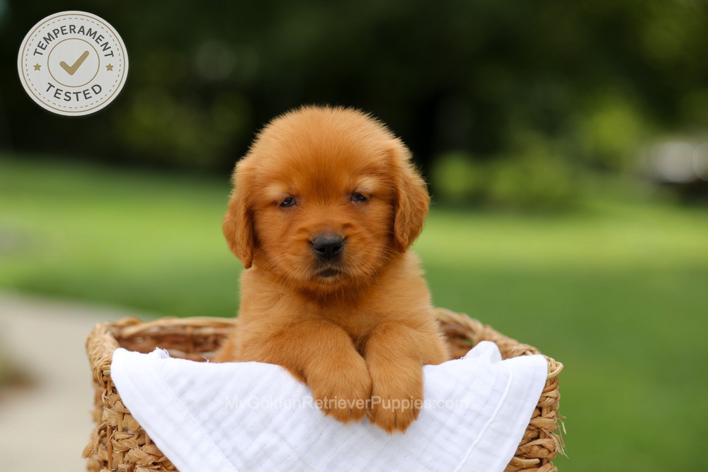 Clover Image of Clover, a Golden Retriever puppy