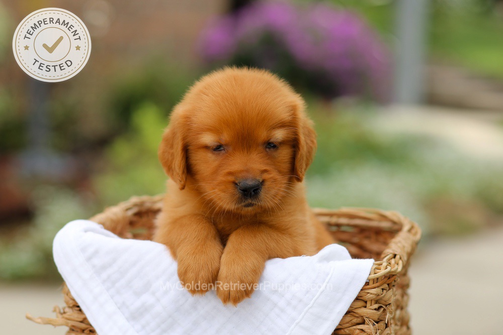 Clover Image of Clover, a Golden Retriever puppy