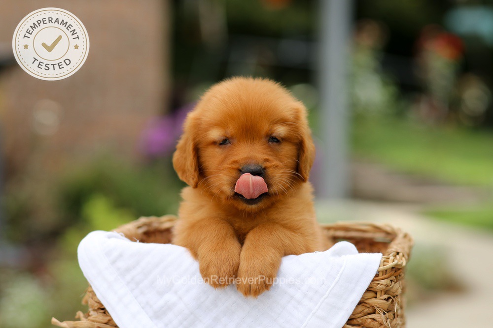 Clover Image of Clover, a Golden Retriever puppy