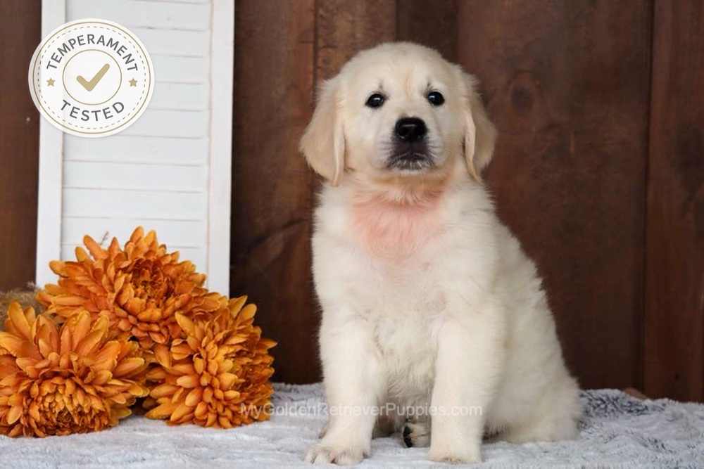 Colt Image of Colt, a Golden Retriever puppy