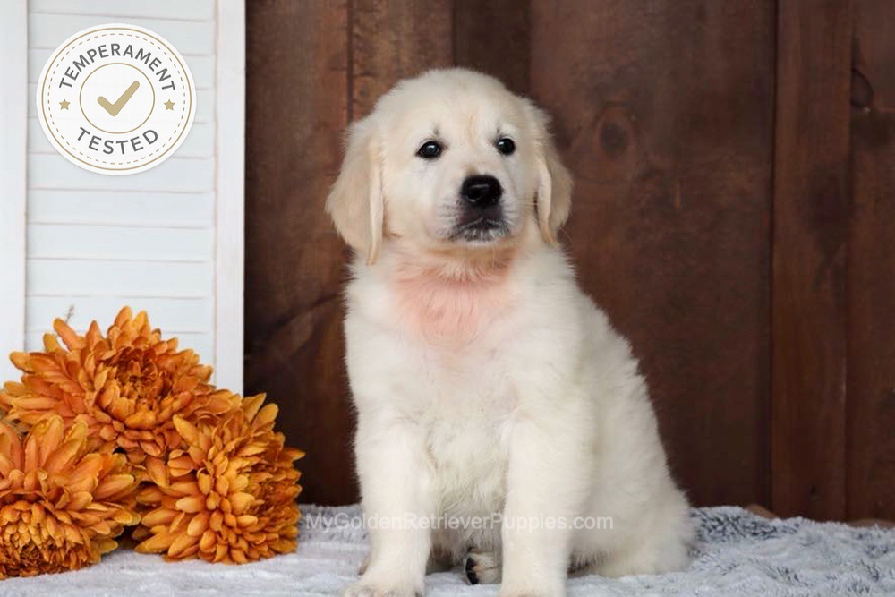 Colt Image of Colt, a Golden Retriever puppy