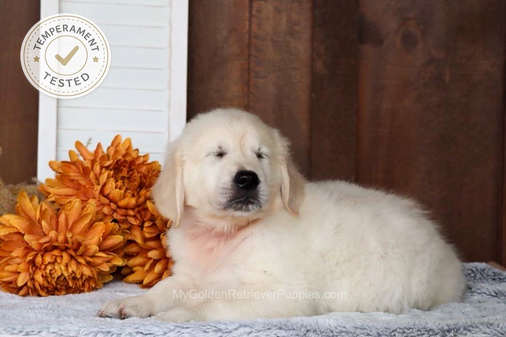 Colt Image of Colt, a Golden Retriever puppy