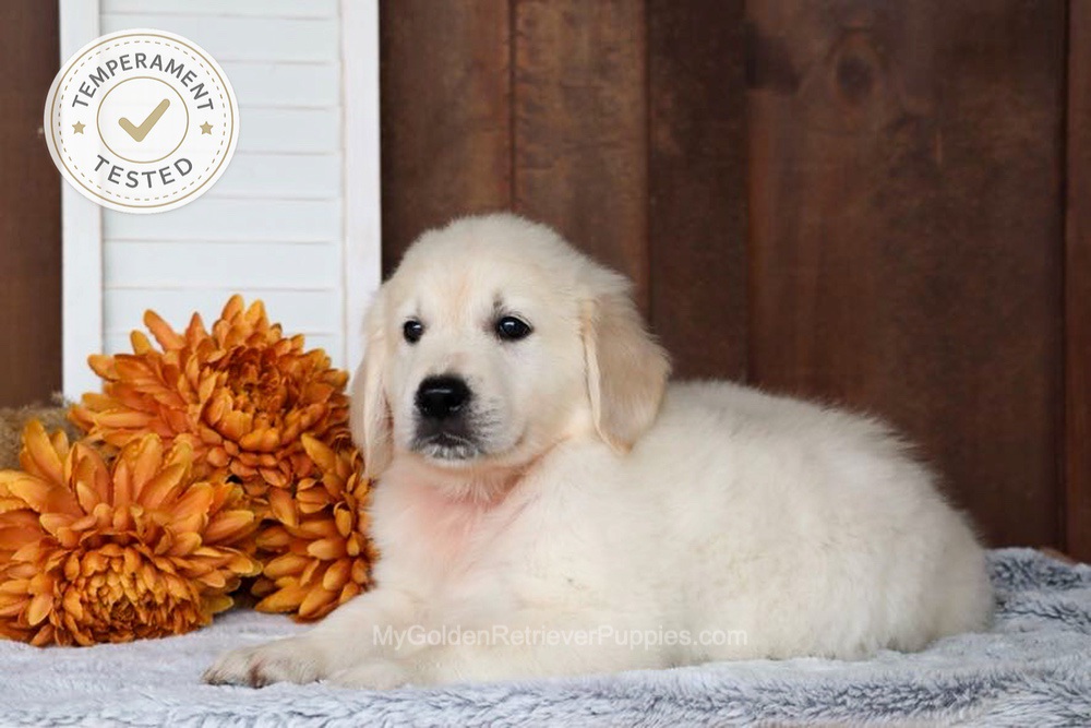 Colt Image of Colt, a Golden Retriever puppy