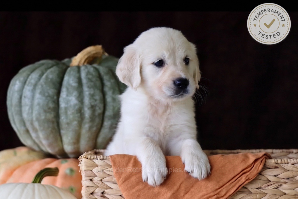 Cookie Image of Cookie, a Golden Retriever puppy
