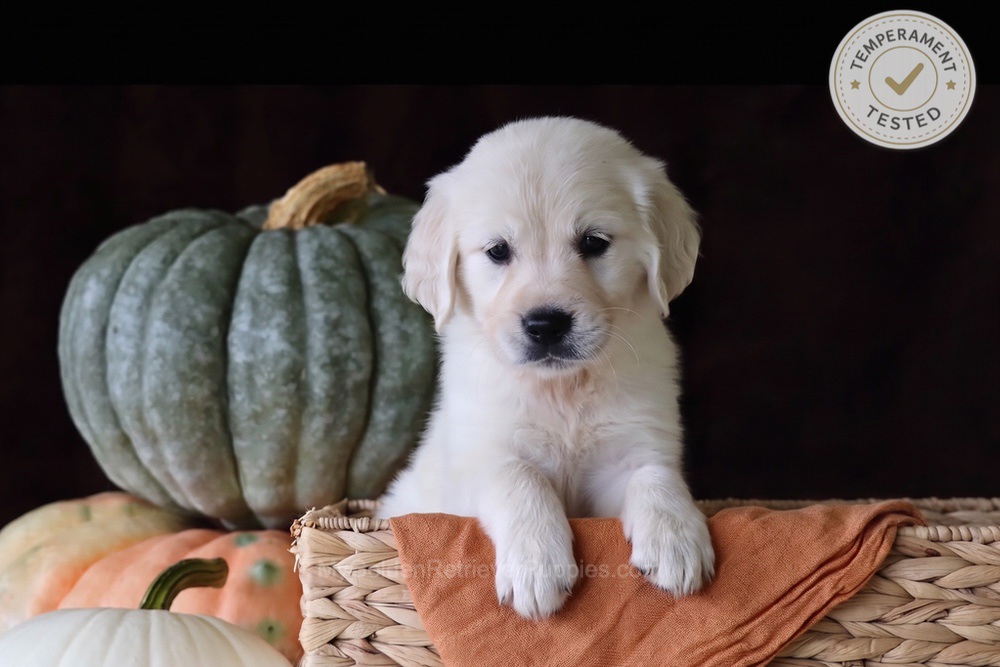 Cookie Image of Cookie, a Golden Retriever puppy