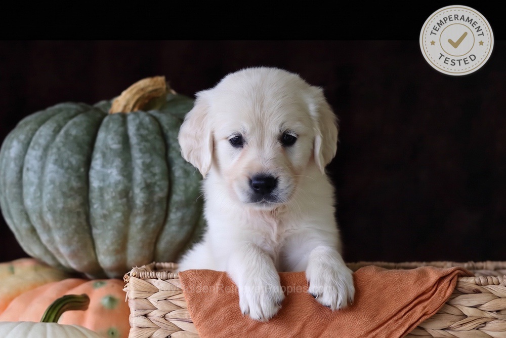 Cookie Image of Cookie, a Golden Retriever puppy