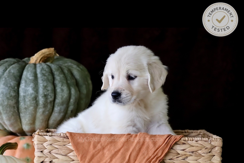 Cookie Image of Cookie, a Golden Retriever puppy