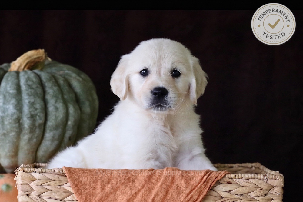 Cookie Image of Cookie, a Golden Retriever puppy